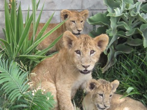 Da Baby Lions